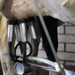 Federal milk testing program to track H5N1 flu outbreak in cows