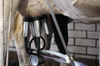 Federal milk testing program to track H5N1 flu outbreak in cows