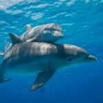 Fentanyl Detected In Dolphins Shows How Far Opioid Epidemic Has Gone