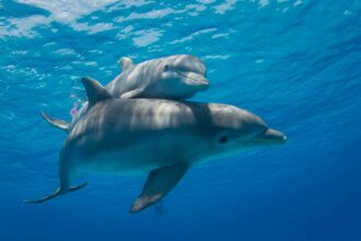 Fentanyl Detected In Dolphins Shows How Far Opioid Epidemic Has Gone