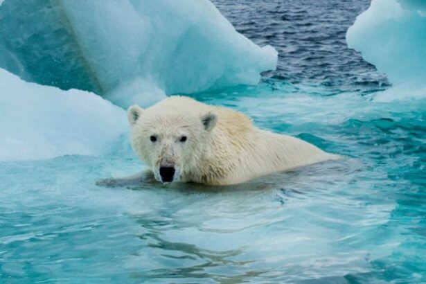 First Ice-Free Day in Arctic Ocean Could Arrive This Decade, Study Finds : ScienceAlert