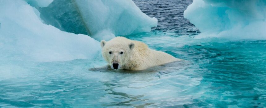 First Ice-Free Day in Arctic Ocean Could Arrive This Decade, Study Finds : ScienceAlert