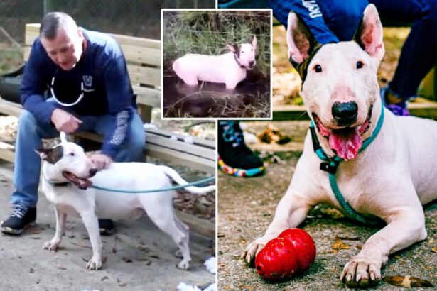 Florida dog ‘Trooper’ tied to fence during Hurricane Milton finds his forever home — while cruel ex-owner awaits court date