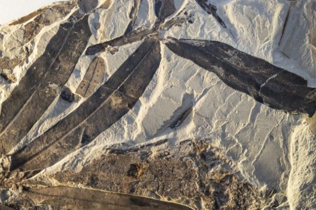 Fossils Reveal Mysterious ‘Alien Plant’ Is Unlike Any Other Known : ScienceAlert