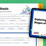 Free Flip-Book Lesson on the Stages of Mitosis