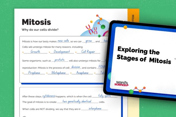 Free Flip-Book Lesson on the Stages of Mitosis