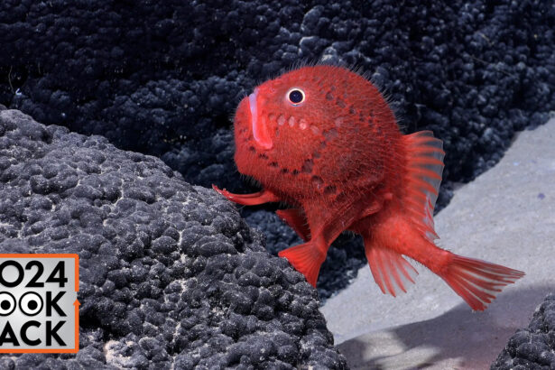 Ghost ships to ghost sharks: 10 wildest underwater discoveries of 2024