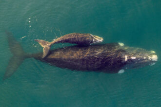 Guest Opinion: Hope For Right Whales