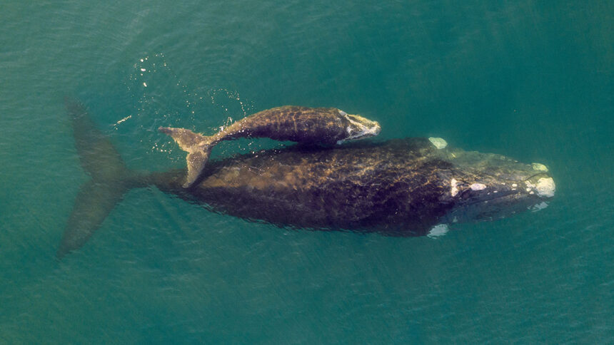 Guest Opinion: Hope For Right Whales