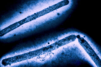 H5N1 bird flu in patient shows mutations likely gained post-infection