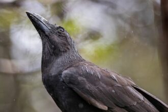 Hawaiian Crows Return to the Wild, Where They Are ‘Guides to Souls’