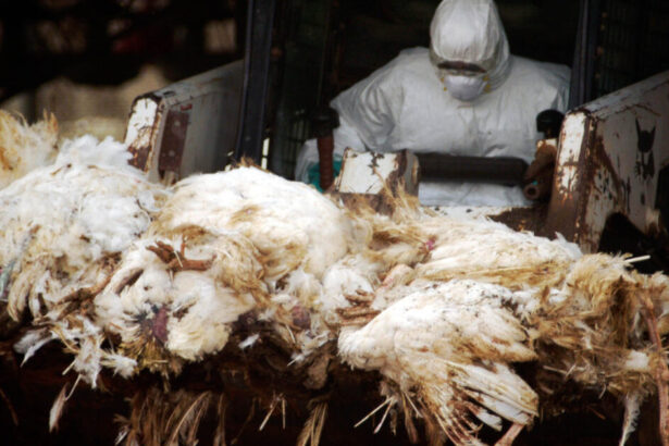 Here We Go Again: CDC Confirms First Severe Bird Flu Case with Mutations — Experts Sound Alarms About Potential New Pandemic |