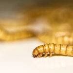 meal worms on a flat surface