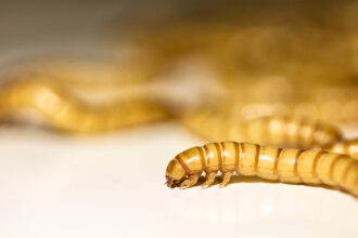 meal worms on a flat surface