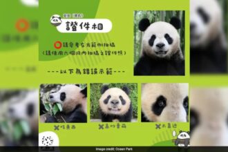 Hong Kong Spends Rs 76 Lakh On Panda Renaming Contest, Ends Up Retaining Original Names