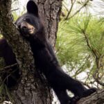 Hunter Killed By Bear That Fell From Tree After Being Shot