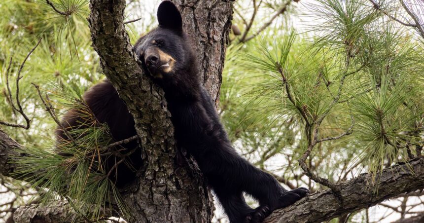 Hunter Killed By Bear That Fell From Tree After Being Shot