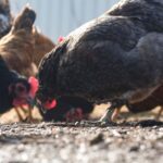 InnovationRx: A Bird Flu Emergency