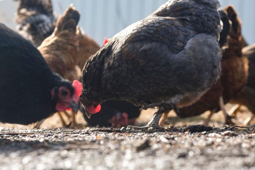 InnovationRx: A Bird Flu Emergency