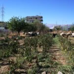 Israeli bombings destroy lives - and nature