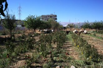 Israeli bombings destroy lives - and nature