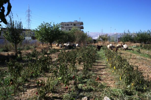 Israeli bombings destroy lives – and nature