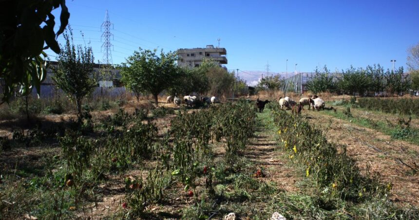 Israeli bombings destroy lives - and nature