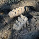 Man discovers giant mastodon jaw in his backyard