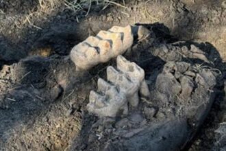 Man discovers giant mastodon jaw in his backyard