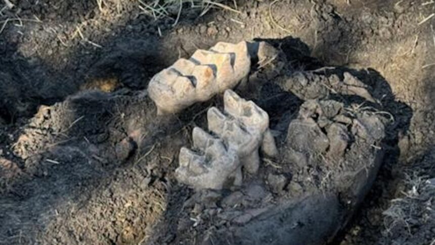 Man discovers giant mastodon jaw in his backyard