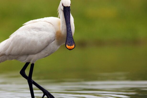 ‘Nature wins’ for 2024