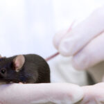 Past experiences strongly affect empathy in mice 