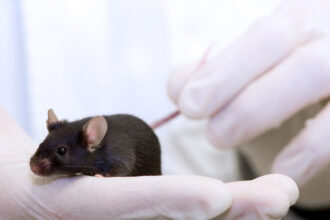 Past experiences strongly affect empathy in mice 