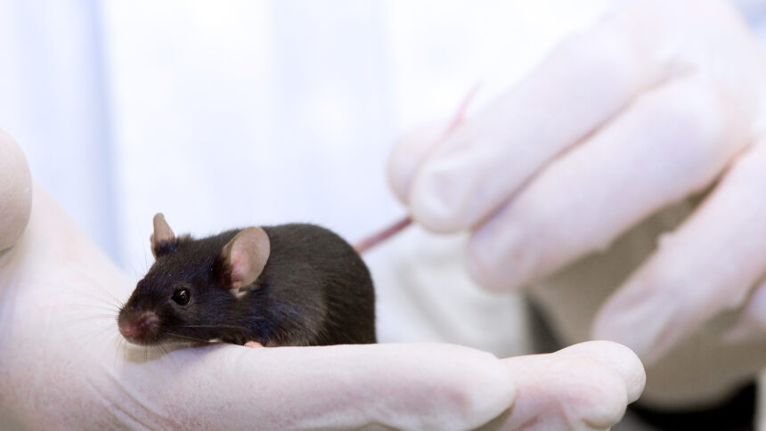 Past experiences strongly affect empathy in mice 