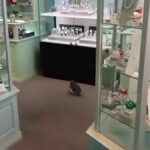 Penguin takes to Oamaru shop