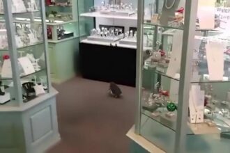 Penguin takes to Oamaru shop