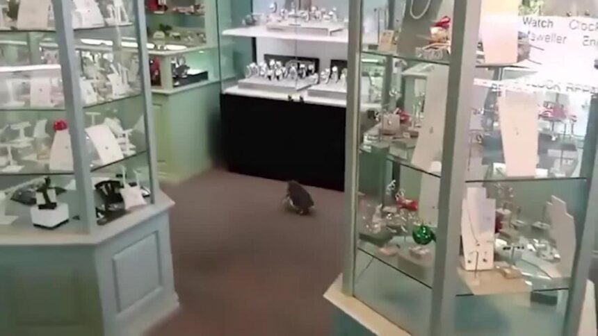 Penguin takes to Oamaru shop