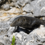 Population of nearly extinct lizard grows 16X in only six years