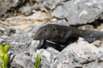 Population of nearly extinct lizard grows 16X in only six years