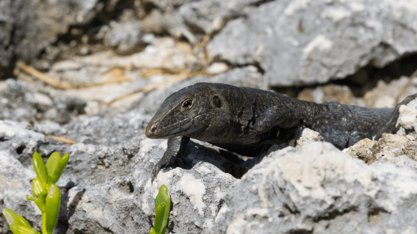 Population of nearly extinct lizard grows 16X in only six years