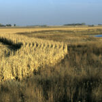 Rows of corn and native grasses near wetlands