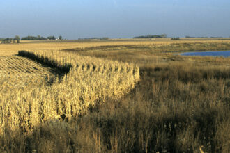 Rows of corn and native grasses near wetlands