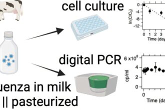 Refrigerated raw milk harbors infectious flu virus for 5 days, study finds