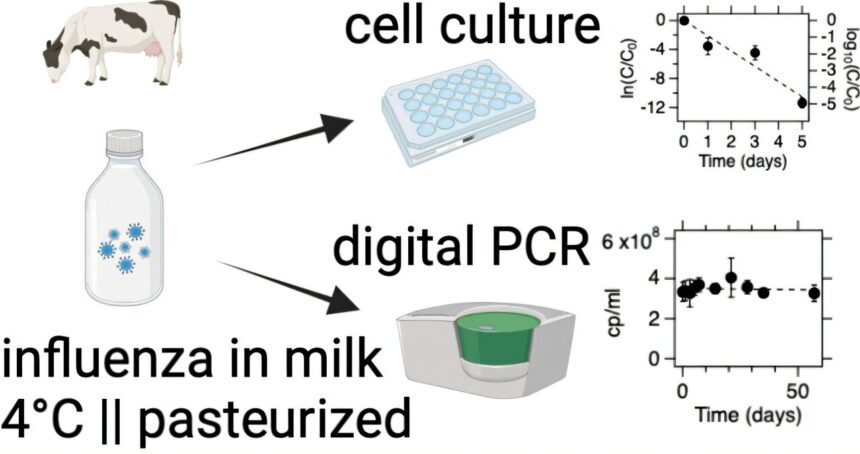 Refrigerated raw milk harbors infectious flu virus for 5 days, study finds