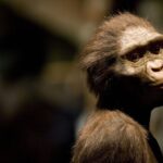 Run, Lucy, Run! Human Ancestors Could Jog but Not Very Far or Fast