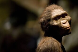 Run, Lucy, Run! Human Ancestors Could Jog but Not Very Far or Fast