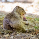 a squirrel sits eating a vole, pulling its meat with its teeth