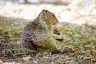 a squirrel sits eating a vole, pulling its meat with its teeth