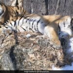 Siberian Tiger Travels 200 Km Across Russian Forest To Reunite With Former Mate