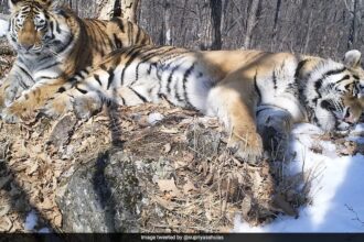 Siberian Tiger Travels 200 Km Across Russian Forest To Reunite With Former Mate